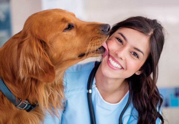 Best Advice From Veterinarians